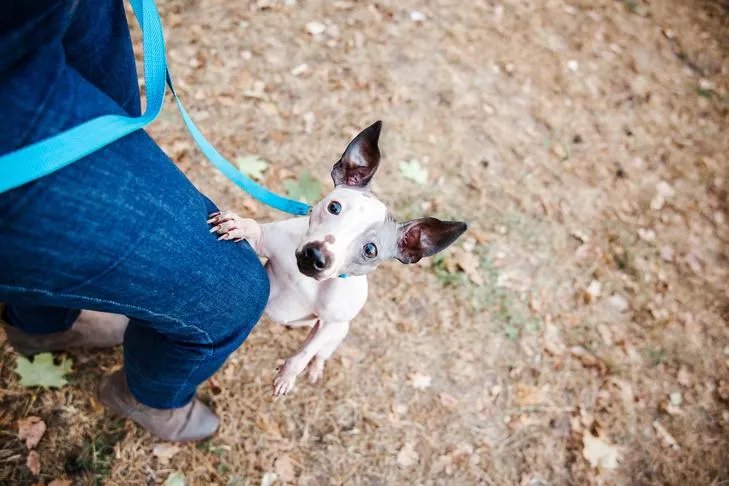 An American Hairless Terrier is shown jumping up onto its owner's leg outdoors.