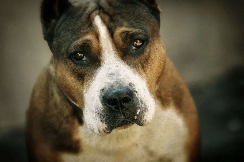 An American Pit Bull, renowned for its fierce hunting capabilities, displays a gentle and sweet expression.