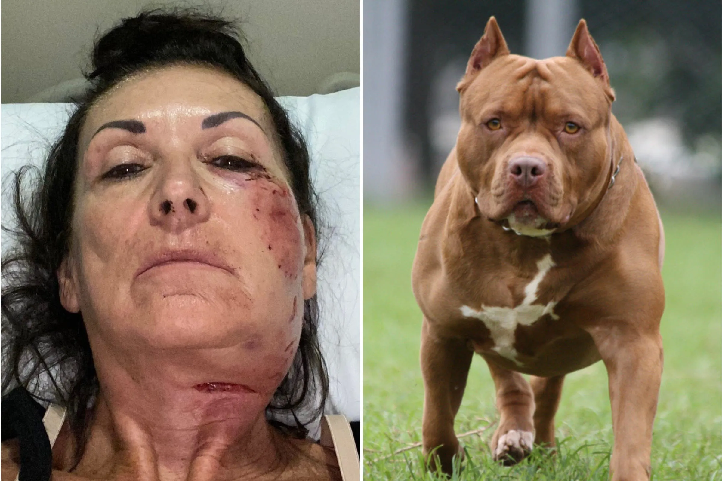 An American Pit Bull Terrier looking alert and friendly