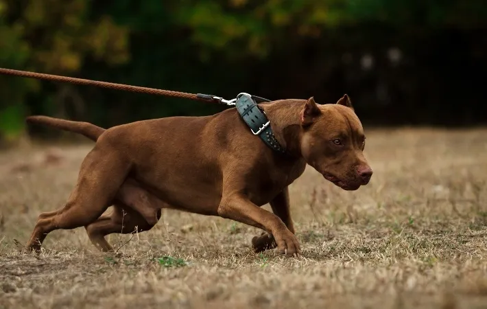 An American Pit Bull Terrier on a leash, displaying confidence and strength.