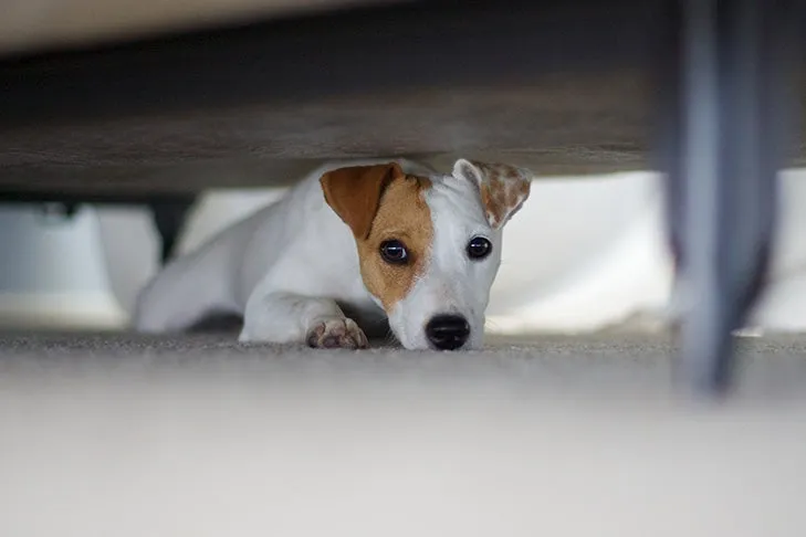 An anxious Russell Terrier dog hiding under a bed, showing fear and seeking comfort.