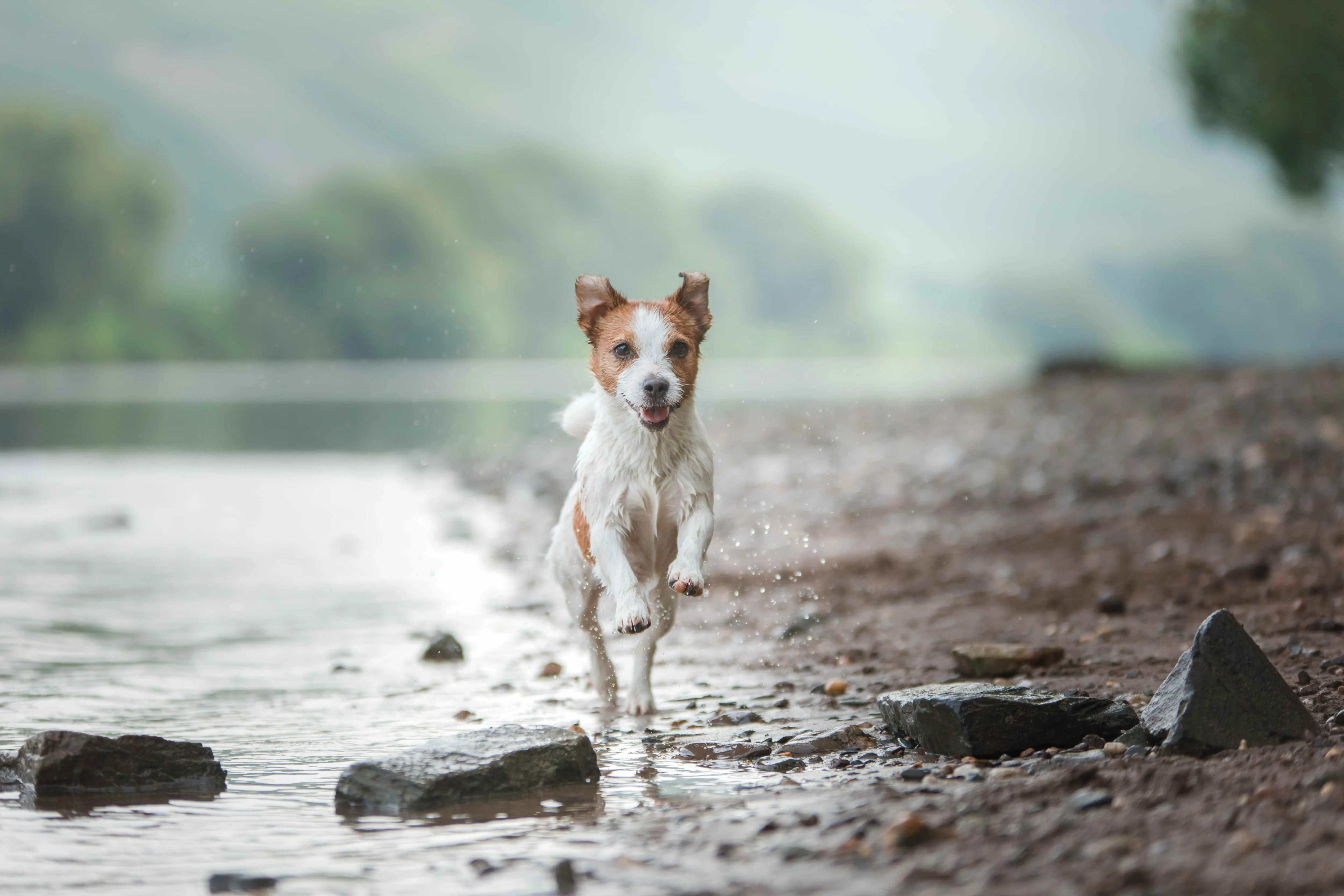 An athletic Parson Russell Terrier running energetically through a gray, sandy beach.