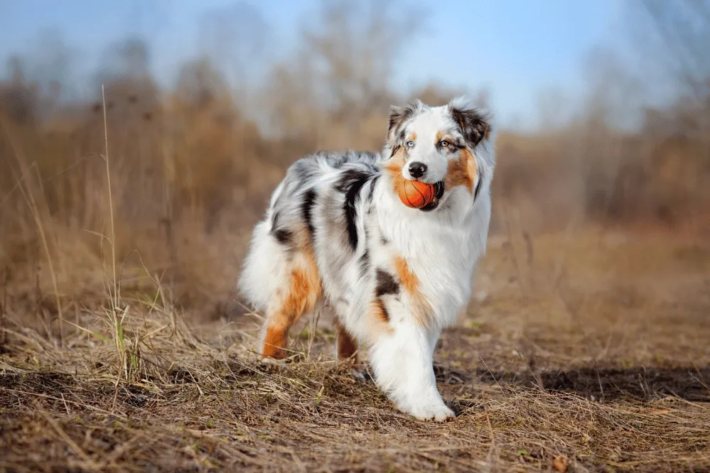 An Australian Shepherd dog with striking blue eyes