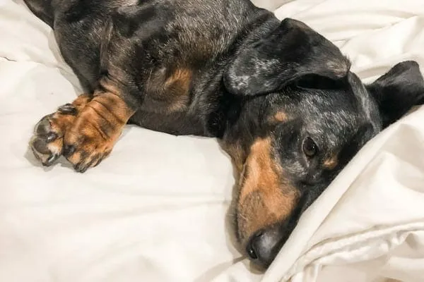 An elderly dachshund lying on a bed looking uninterested in food