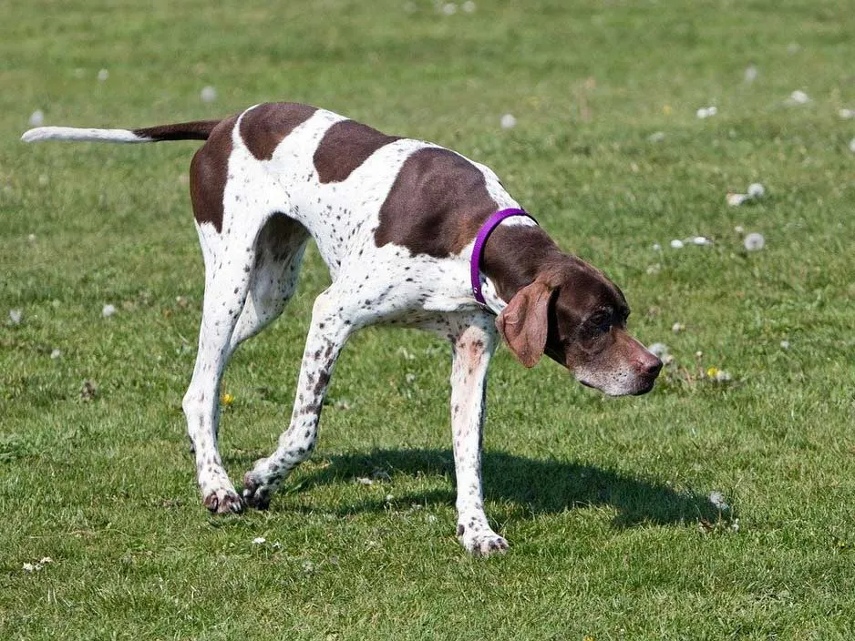 An English Pointer standing regally in a field.