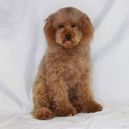An example of a well-groomed Teddy Bear Face Poodle showing its characteristic round muzzle and fluffy ears