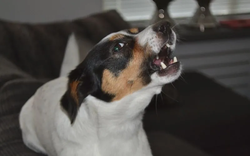 An illustration of a dog looking bored and barking at night
