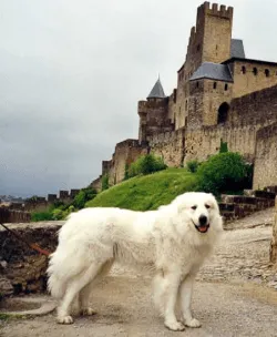An illustration of an ancient dog breed