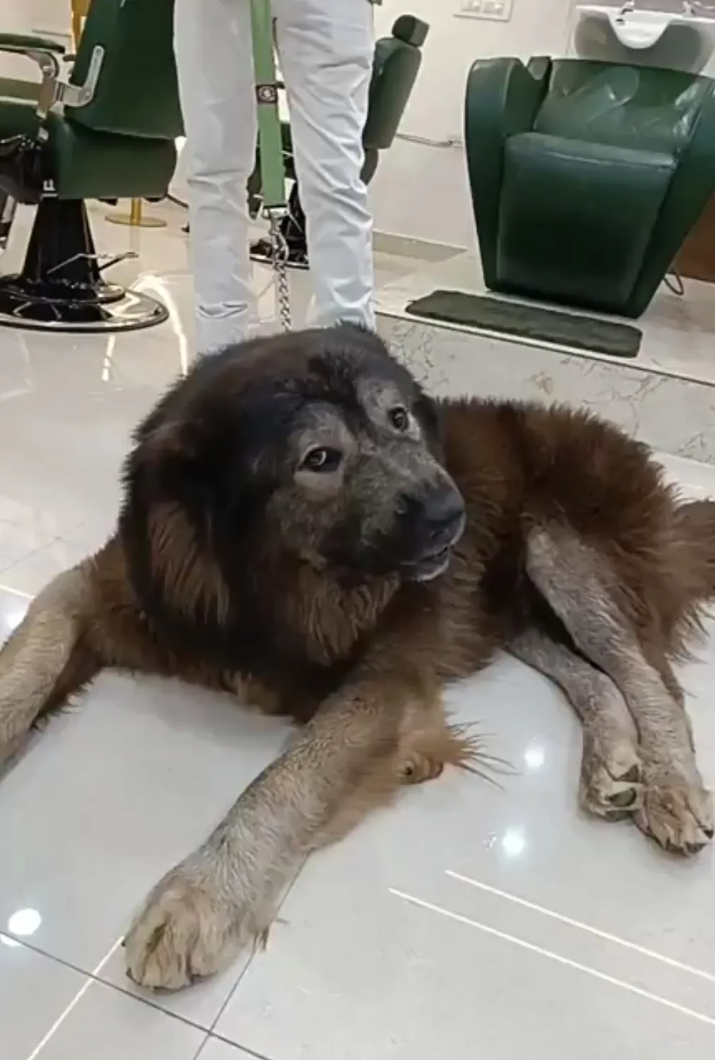 An Indian dog enthusiast barked up the big bucks for the 