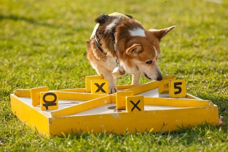 An intelligent Corgi puppy actively solving a puzzle toy, demonstrating mental stimulation and reducing boredom that can lead to destructive chewing.