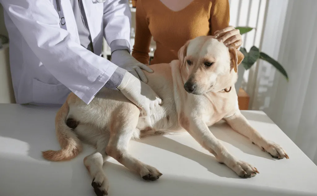 An older dog looking concerned with a visibly distended abdomen.