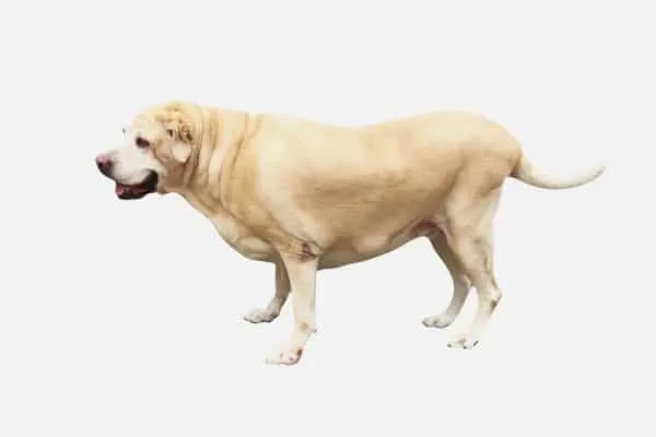 An overweight Labrador Retriever exhibiting classic signs of hip dysplasia with noticeable muscle atrophy in the hind limbs.