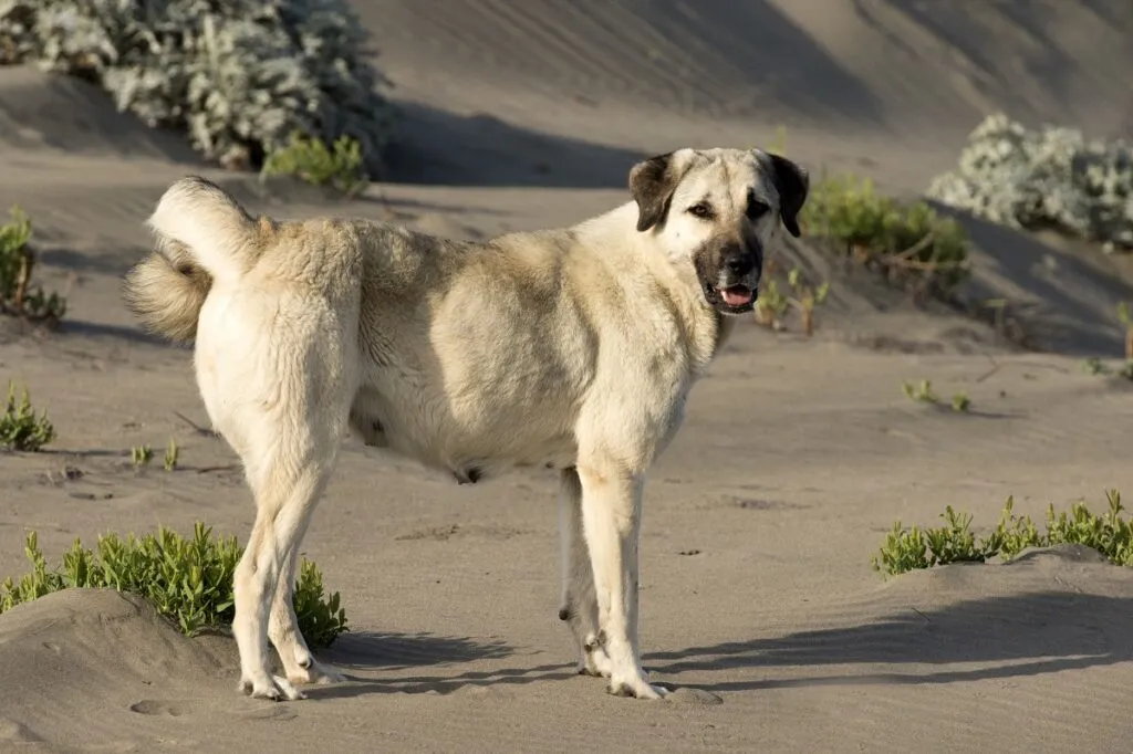 Anatolian Shepherd with short coat protecting its family with devotion and love
