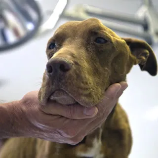 Anatomical illustration showing numerous adult heartworms filling a dog's heart and pulmonary arteries, leading to fatal complications