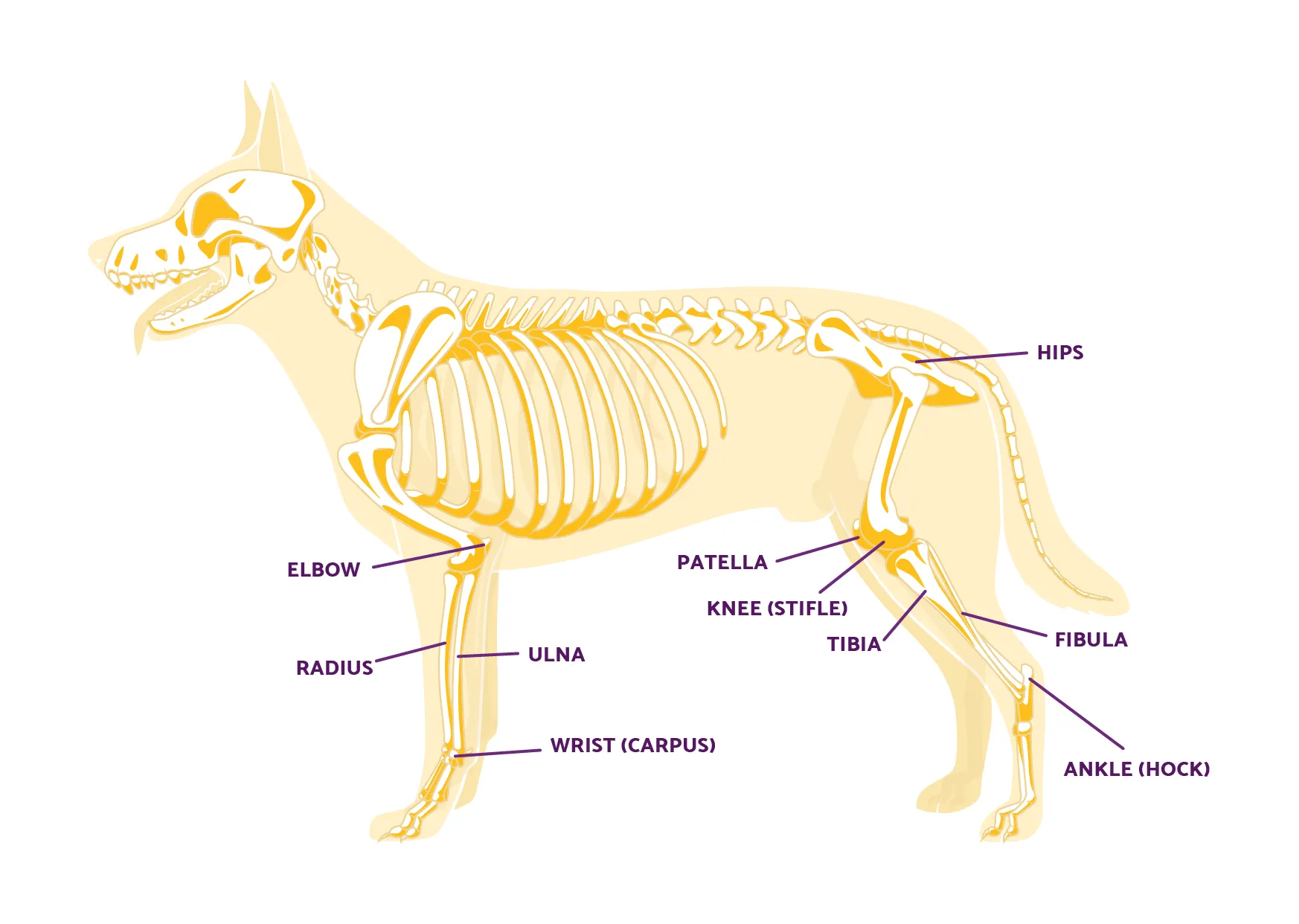 Anatomy diagram of a dog's leg showing bones and joints, highlighting the knee area