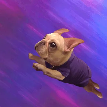Animated GIF of a cool bulldog, representing Cyril from "To Say Nothing of the Dog" by Connie Willis, the Most Awesomest Literary Dog