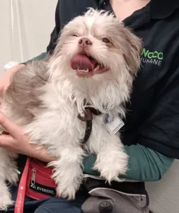 Another stressed dog panting