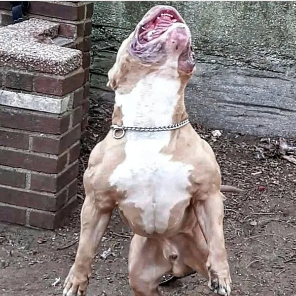 Apollo, a powerful American Bully from Bully Plug Kennels, demonstrating the substantial muscle gain and physique enhancement possible with Bully Max.