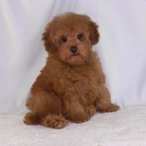 Apricot Teddy Bear Poodle puppy sitting outdoors.