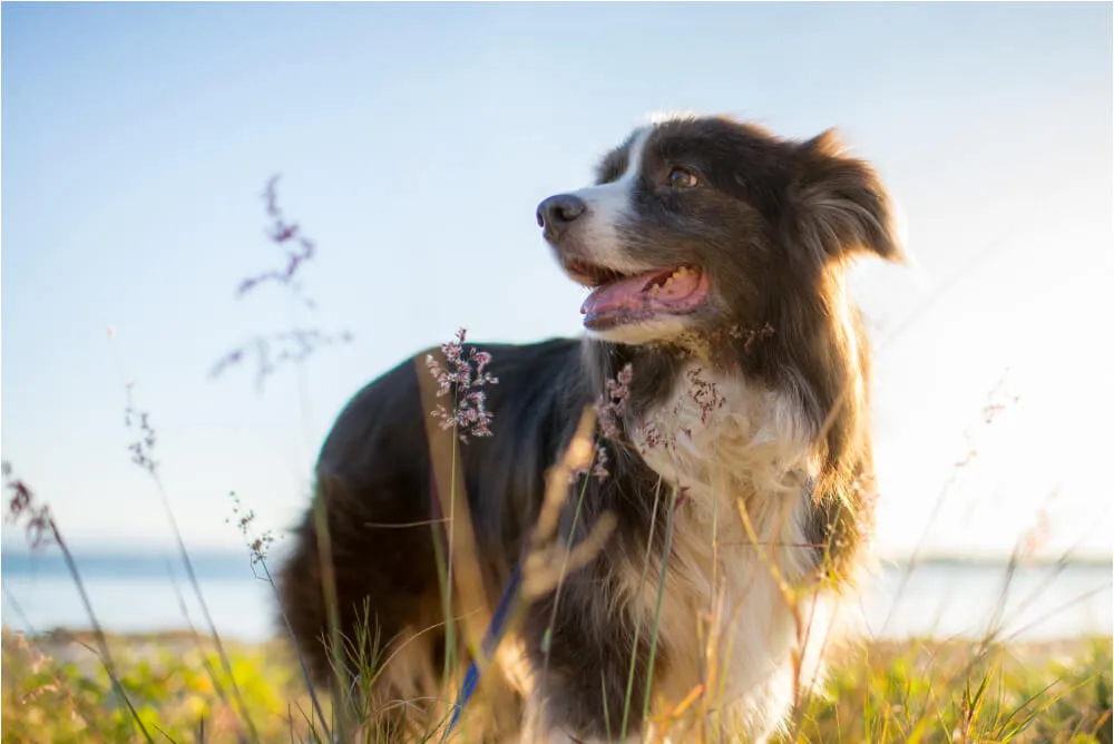 Assortment of natural dog food ingredients including fresh meat and vegetables