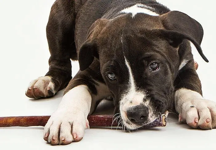 Assortment of natural, long-lasting dog chews, including bully sticks and tendons, suitable for large dogs
