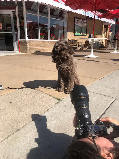 Australian Labradoodle being photographed in front of Bonnie Brae ice cream shop in Denver