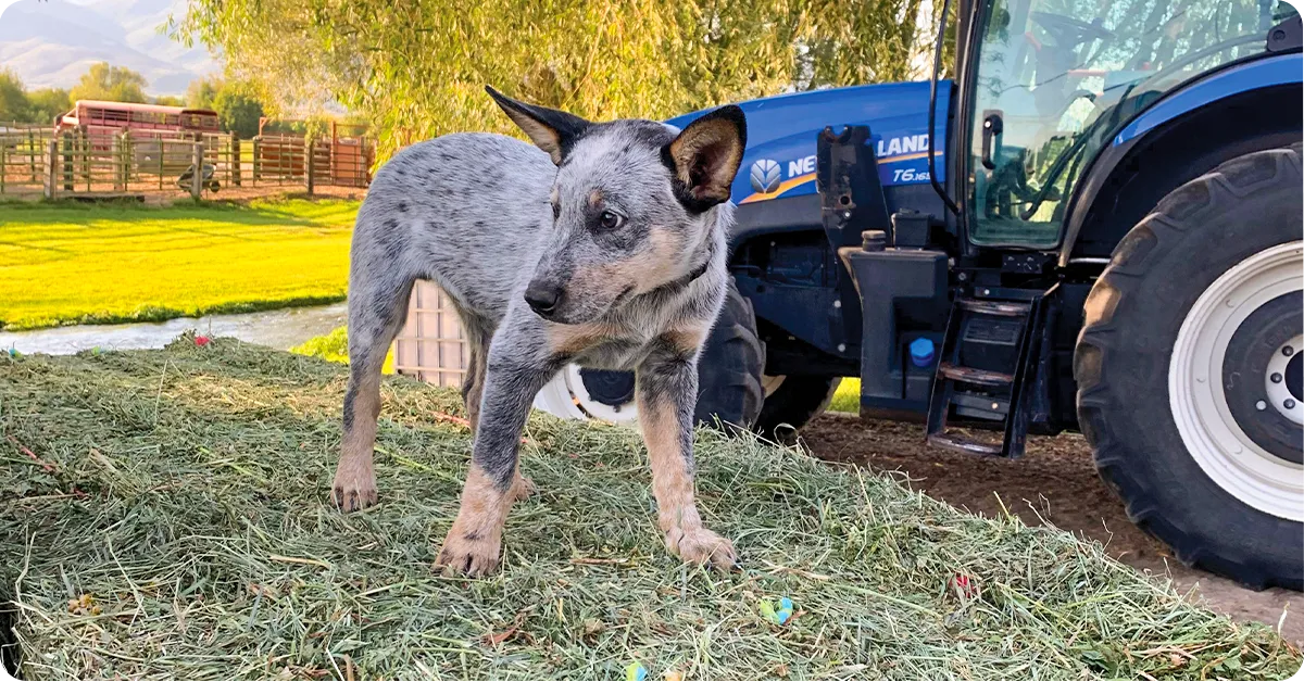 Australian Shepherd