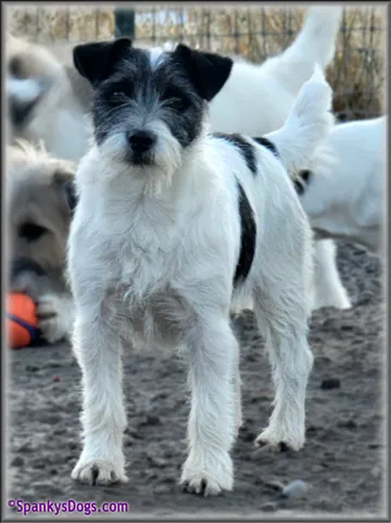 Ava, a Jack Russell Terrier mom with a lightly broken coat