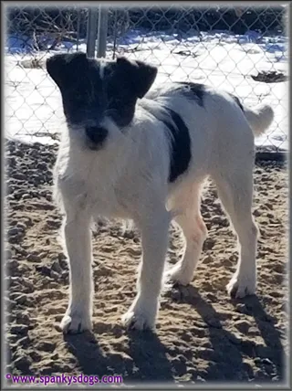 Ava, a lightly broken coat Jack Russell Terrier