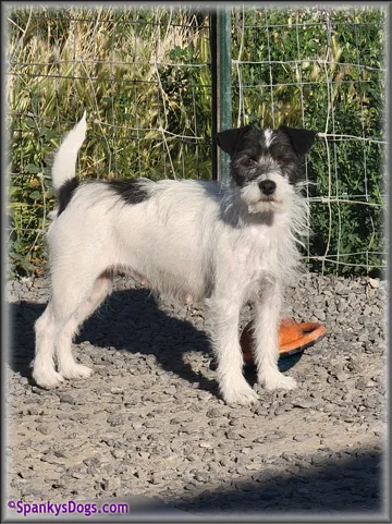 Ava, Jack Russell Terrier mom