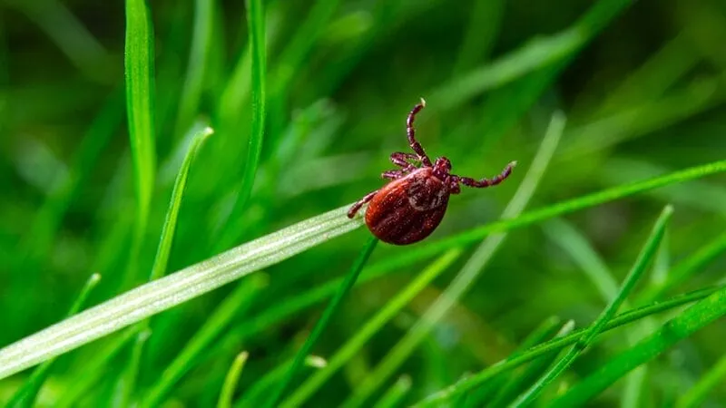 Bacteria from a tick can cause Lyme disease in dogs