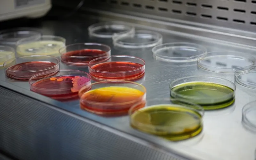 Bacterial cultures from raw cats foods await testing in Dr.Goodman