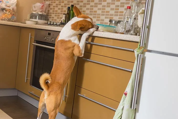 Basenji caught sneaking food off the kitchen counter.
