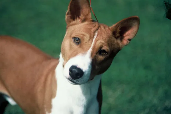 Basenji dog with short brown and white coat looking alert