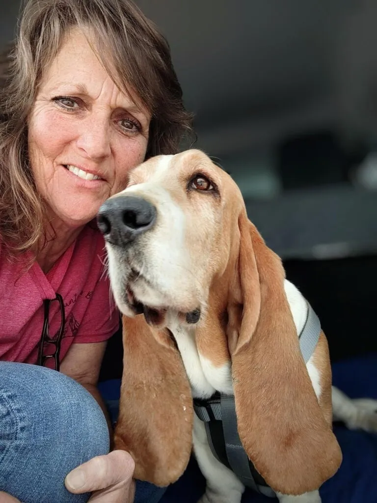 Basset hound puppy close-up