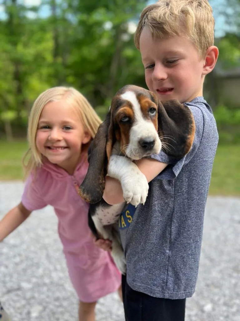 Basset hound puppy on the floor
