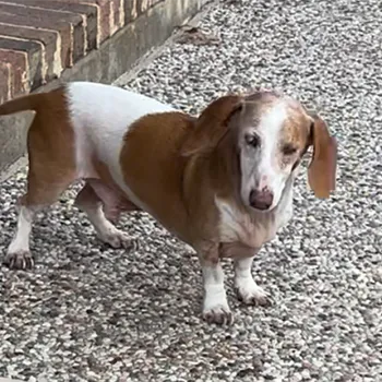 Baxter