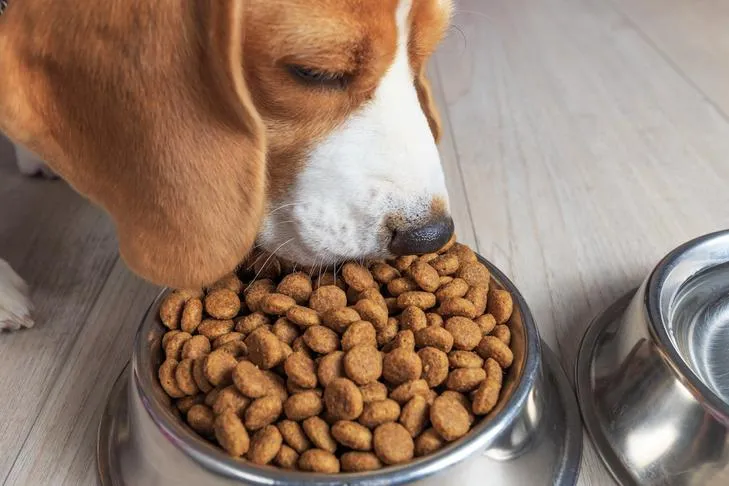 Beagle dog eating dry kibble enthusiastically from its food bowl, illustrating a healthy appetite.