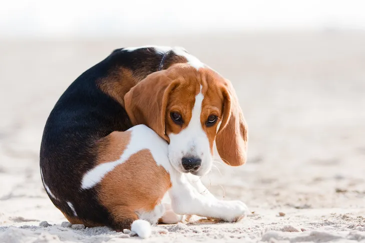 Beagle puppy looking sad on beach, potentially showing signs of a tapeworm infestation or discomfort.