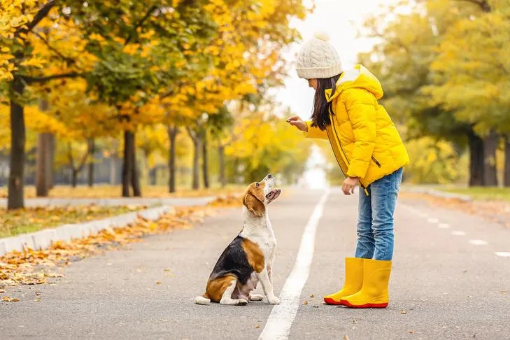 Beagle sitting for a treat with a young girl in the park.