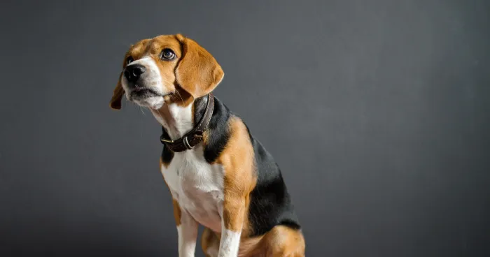 Beagle