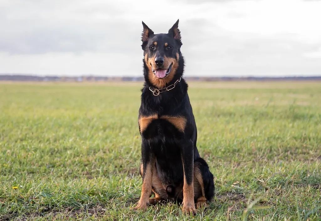 Beauceron
