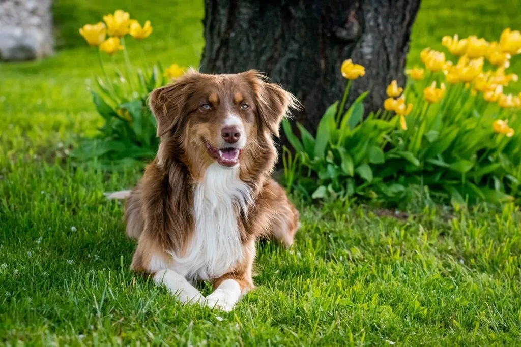 Beautiful Australian Shepherd dog with blue merle coat