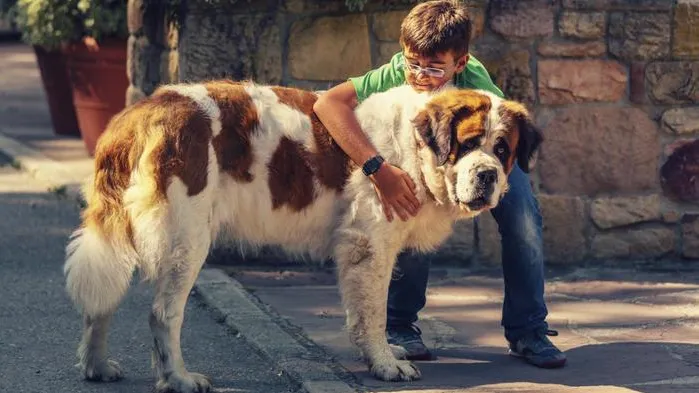 Beethoven the Saint Bernard, looking playful