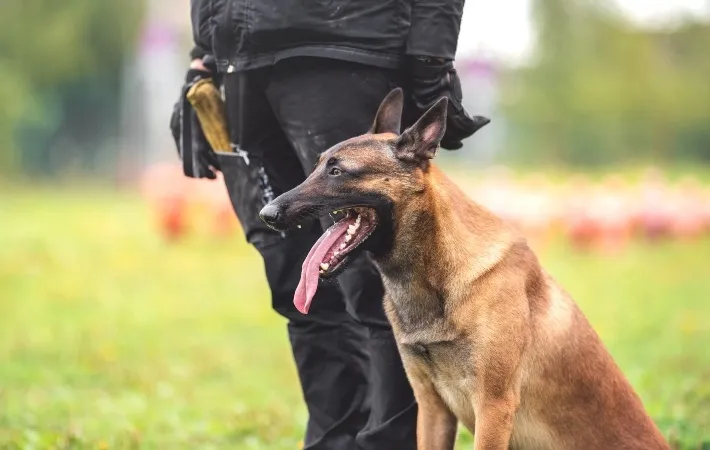 belgian malinois police dog
