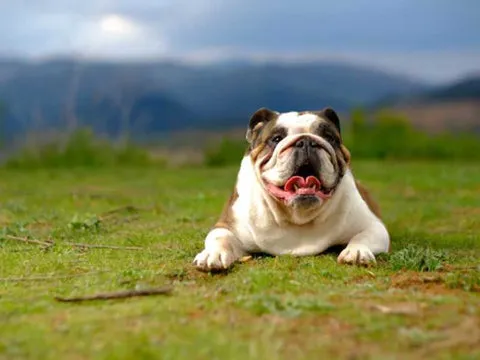 Benefits of Probiotics for Dogs