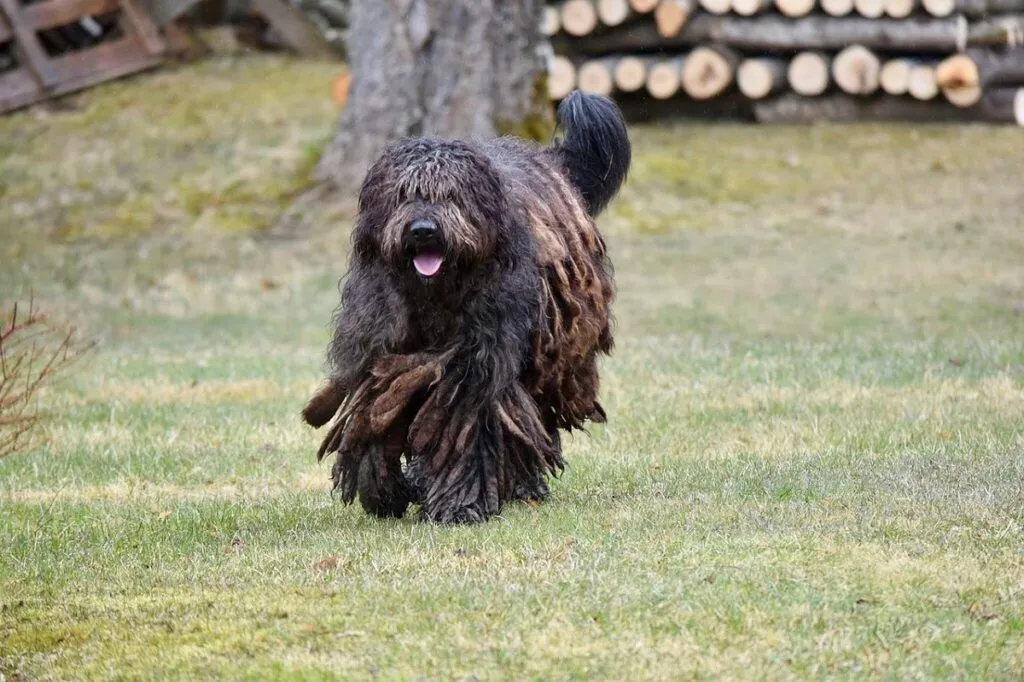 Bergamasco Sheepdog with distinctive corded coat