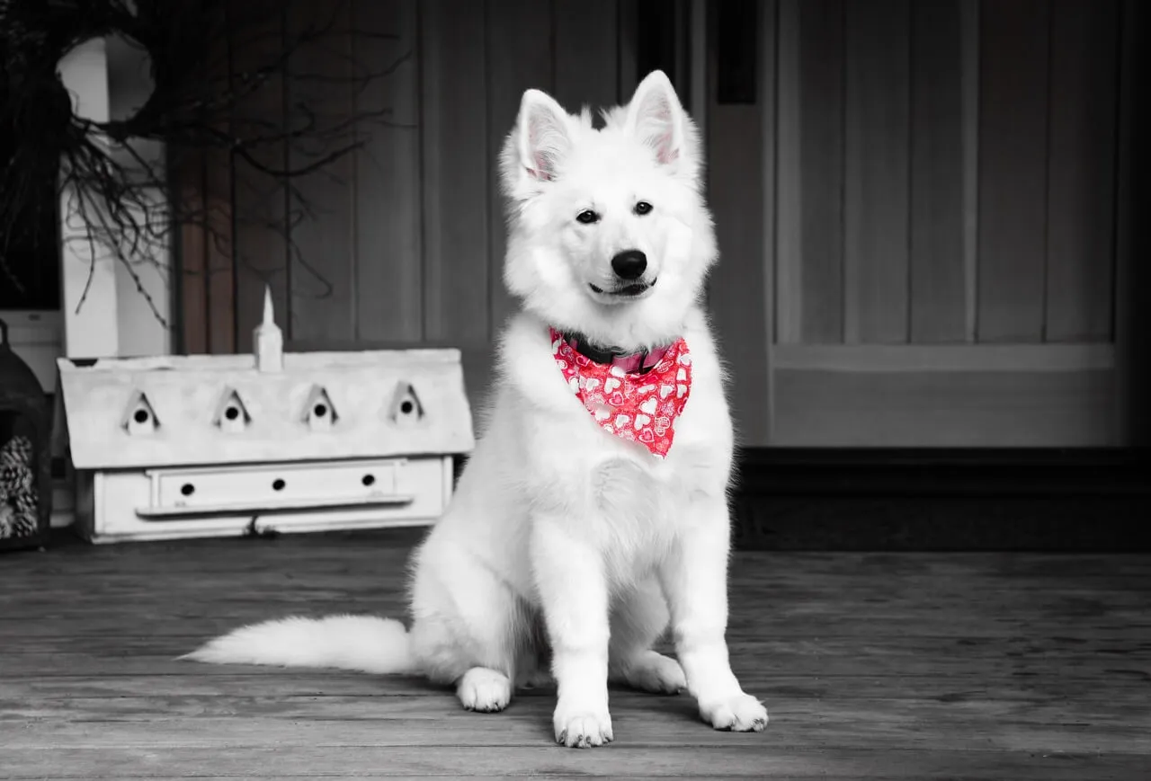 Berger Blanc Suisse dog sitting