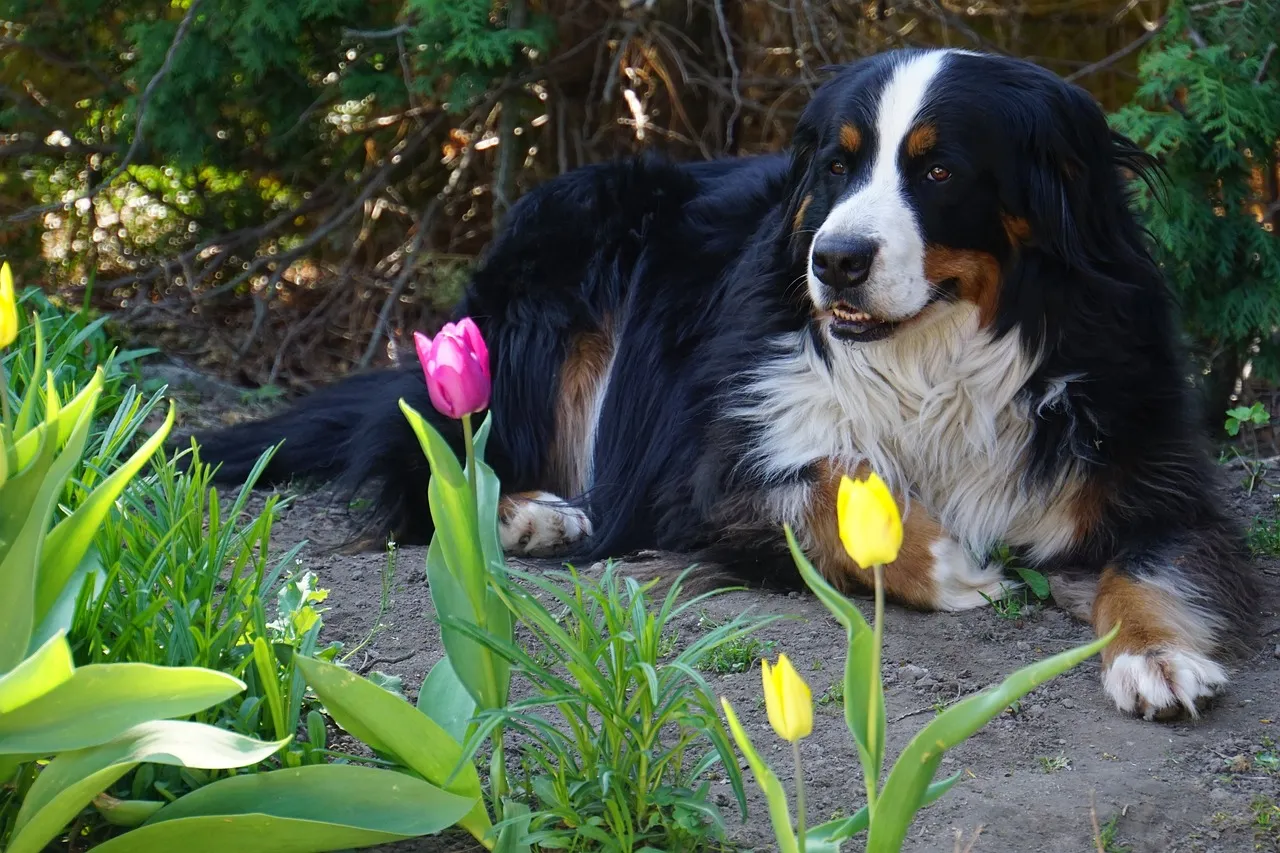 Bernese Mountain Dog interacting calmly with a cat