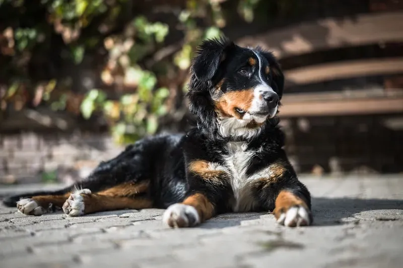 Bernese Mountain Dogs are just stunning creatures, and they're also ideal as PTSD service dogs. This breed is incredibly strong and fiercely intelligent, yet also very loving toward their owners. Its intelligence also makes learning complex tasks a breeze, the key to acquiring a PSD that can tend to mental health needs quickly.